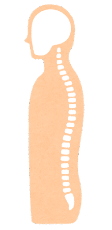 背骨の骨格